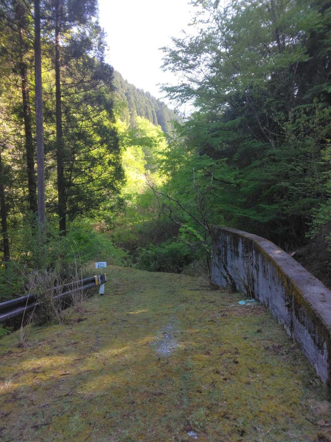 苔でふわふわの登山道。。気持ちいい～😊
