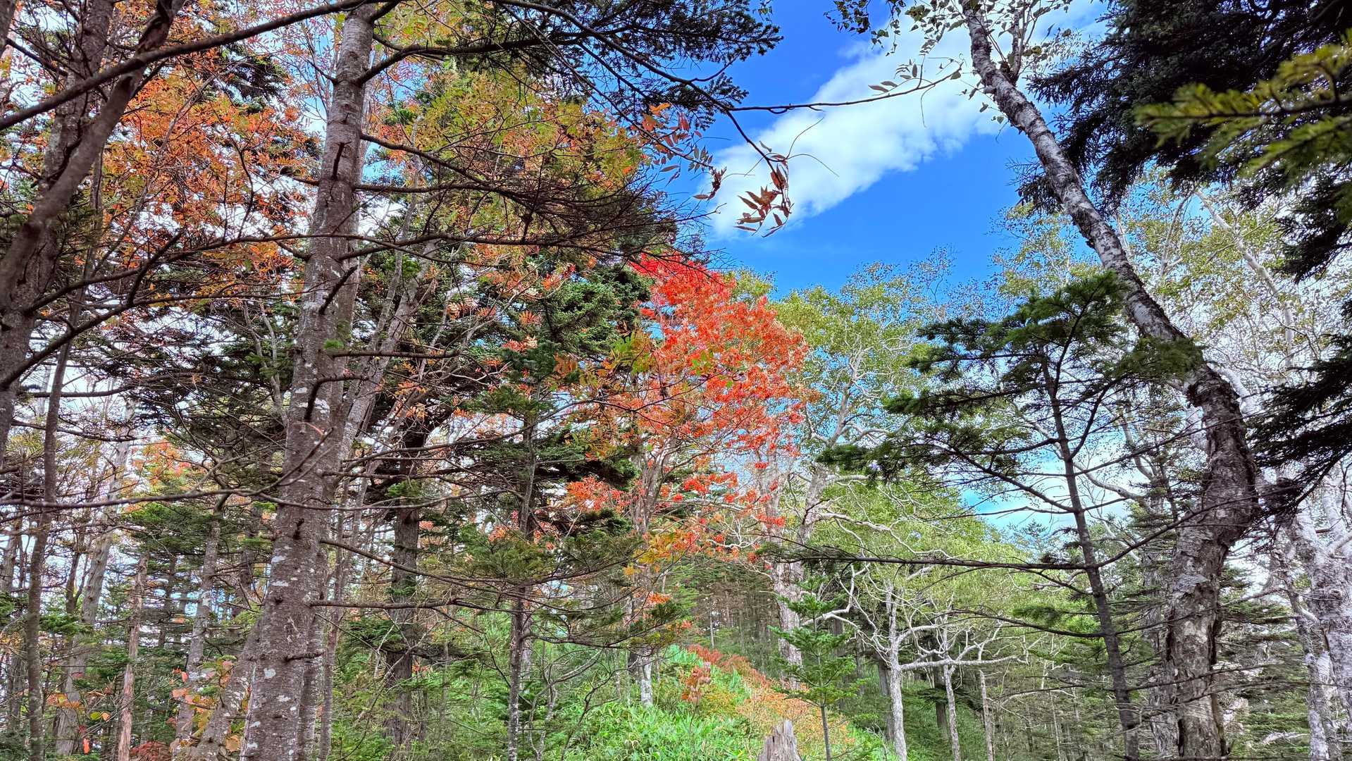 白雲山登山口-白雲山-天望山登山口 周回コースの写真