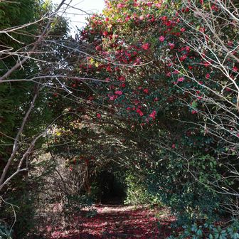 滴る赤の山茶花
