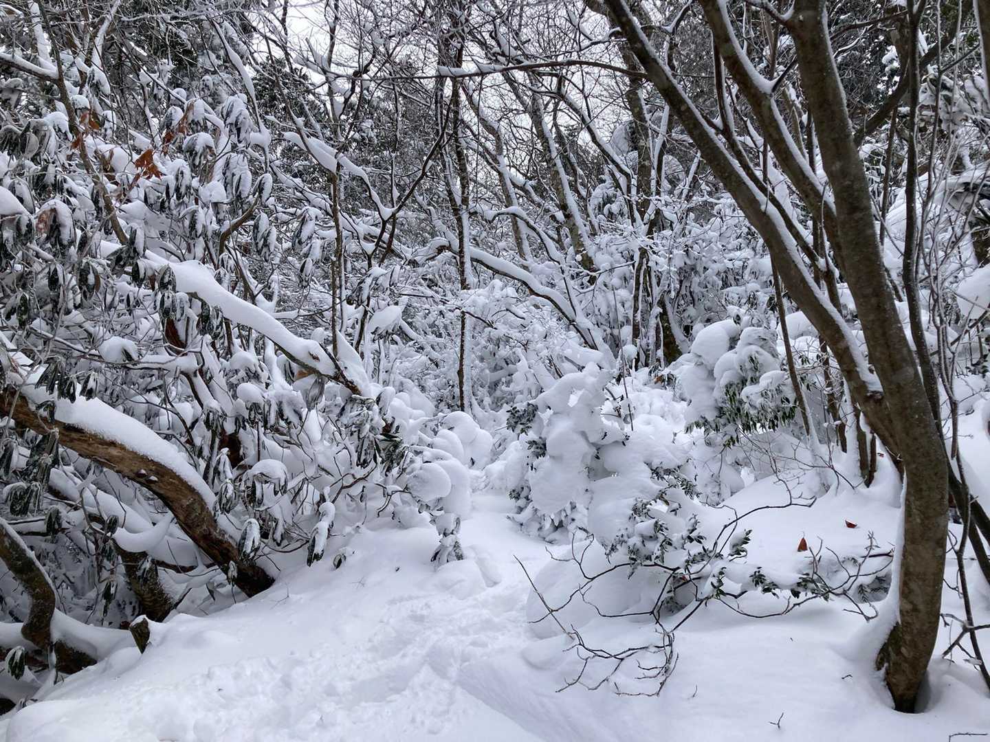 高度が上がるに連れて積雪量が凄い！
めちゃハイテンション！