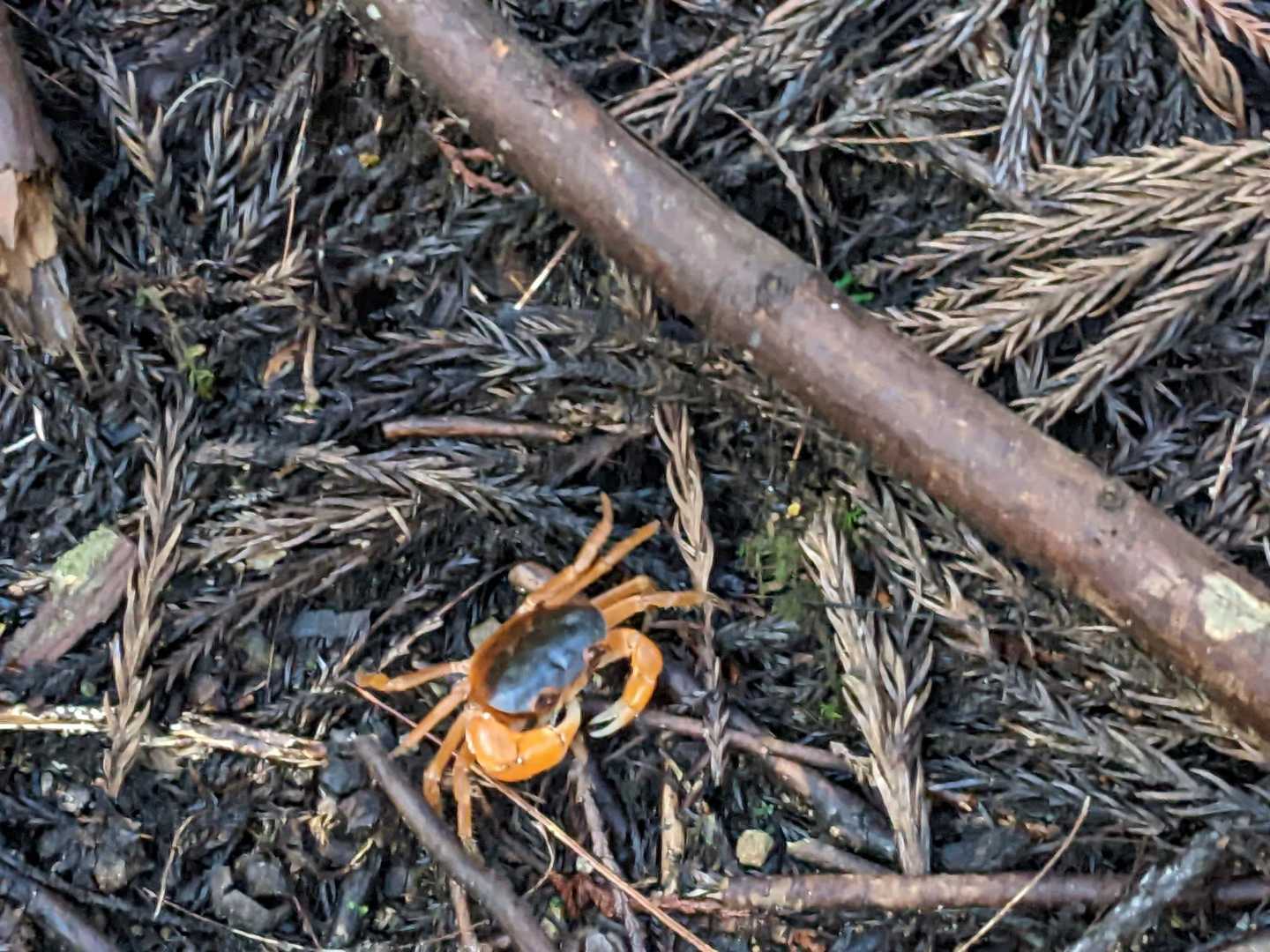 🦀