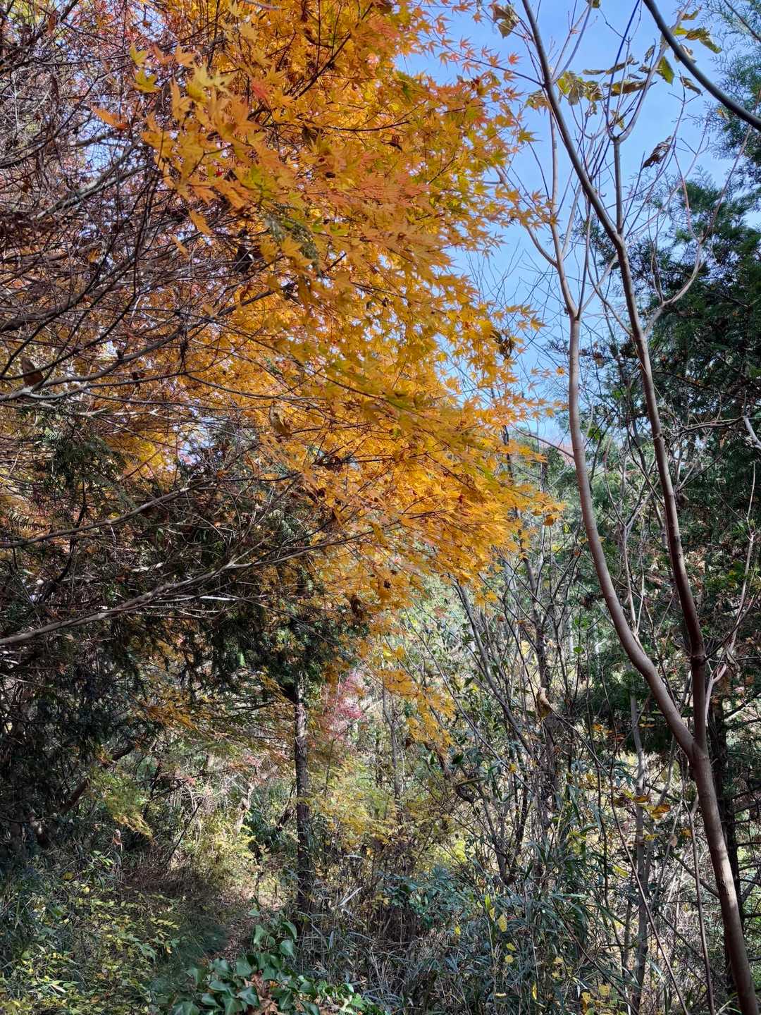 名残りの紅葉🟠