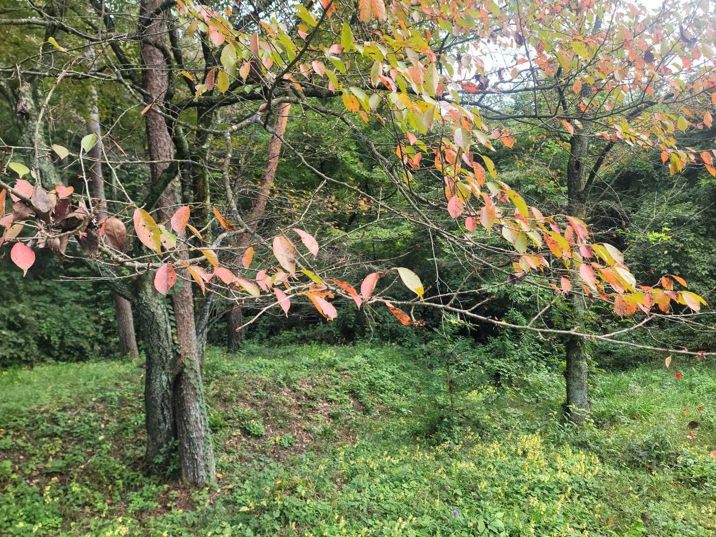 宇津峰 往復コースの写真