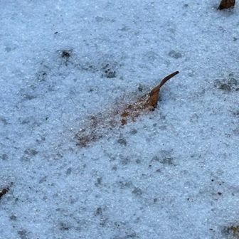 脊振山には、数日前に降った雪がまだあちこちに残っていました❄️