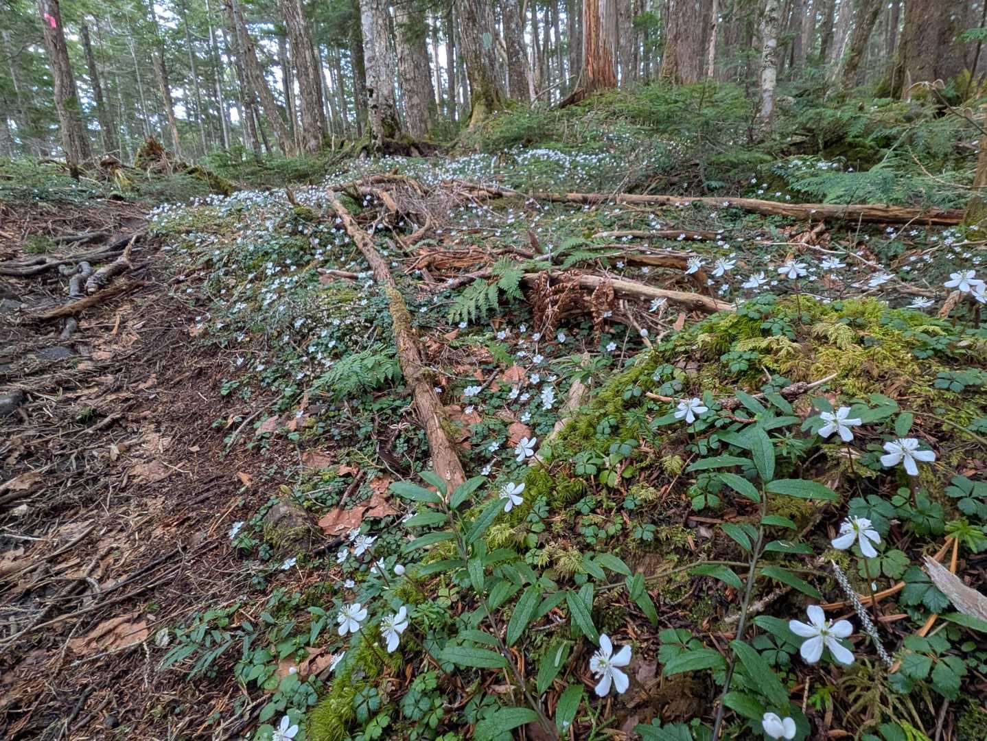 この春見に行った十津川は密度は凄いが、見れる数はダントツここだね🥰