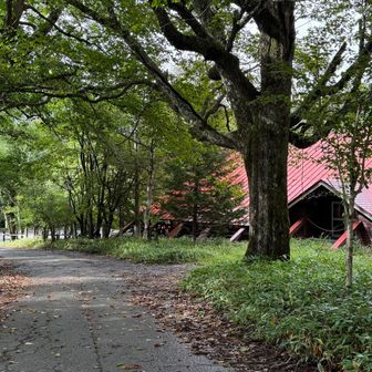 駐車場近くに牧場ありました