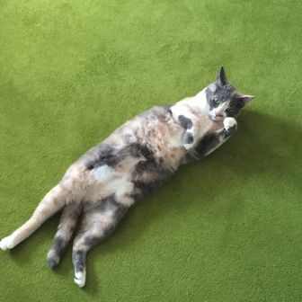 もめこ（元まめさん）