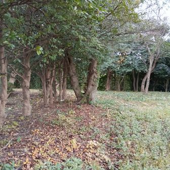 忠霊塔の周り🐾このあたりヤマップランドマーク