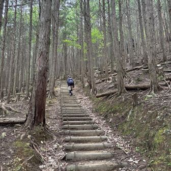 杉林を登りました🎶
