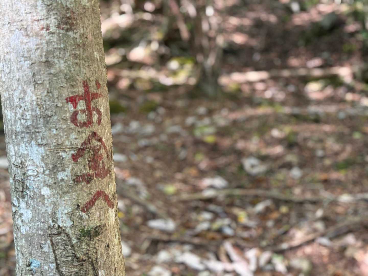 なんだか愛しの彼に会いに行く気持ち… ドキドキ💓
