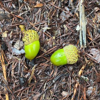 沢を離れて西登山口からの道に合流
ここからしばらく急斜

暑さに耐えきれず、レインを脱いで傘をさす☂️