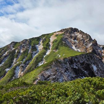 ついに芦別岳が見えてきました。
岩肌と笹の緑、沢筋の雪の白が美しい。