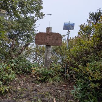 展望なしだけど、植生豊かで好きだなぁ、この山