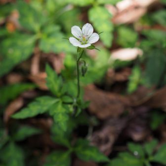 三枚の小葉の基部が完全に分かれてつながってないので