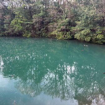 カルガモの夫婦かな🦆🦆
