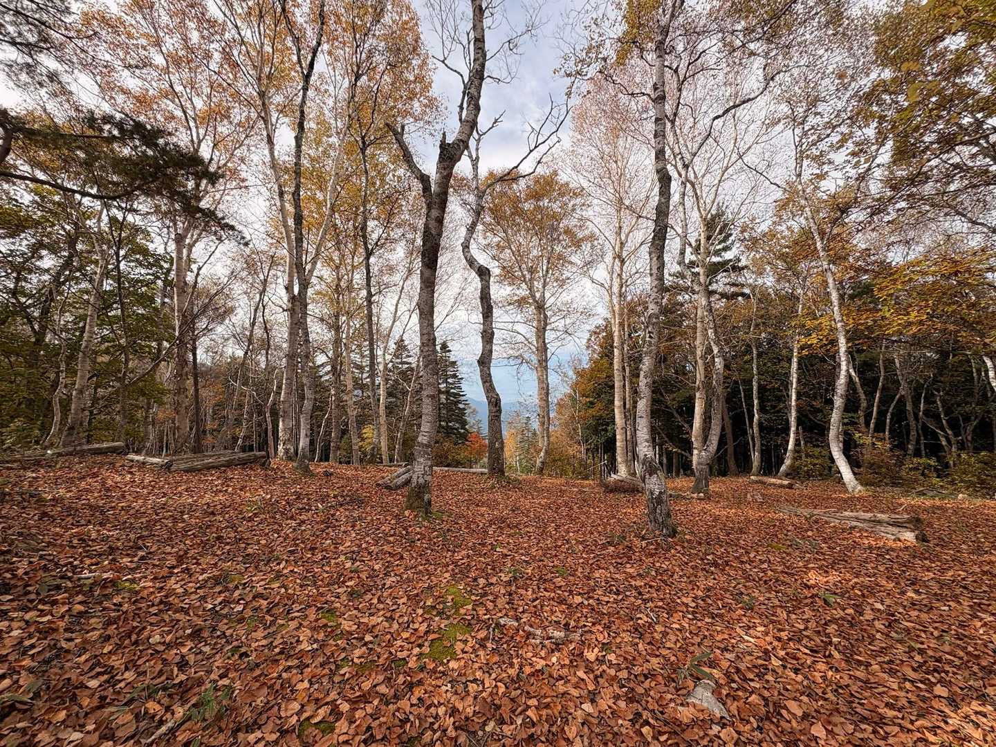落ち葉🍂の絨毯が綺麗です😀
