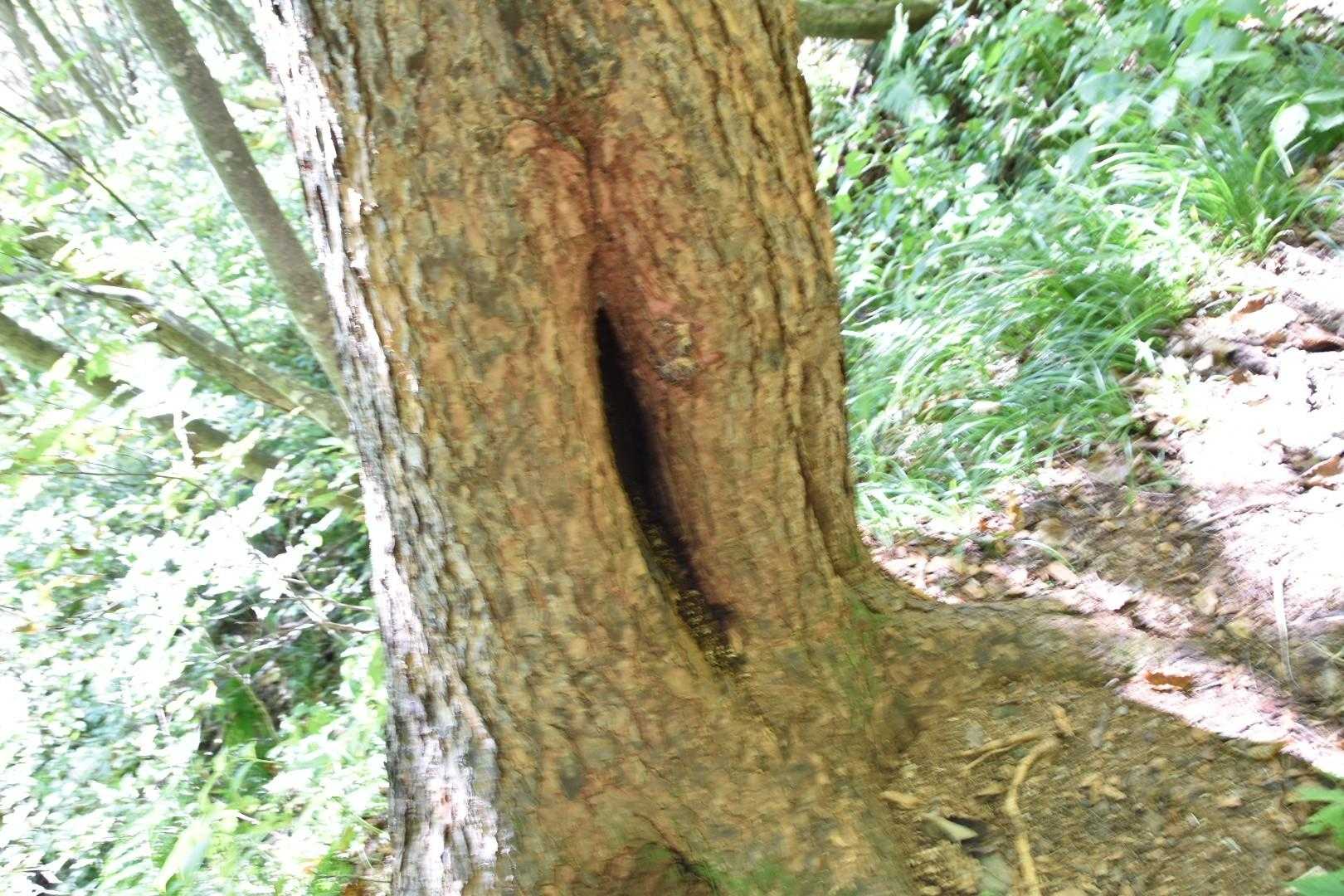蜂の巣があった場所かな