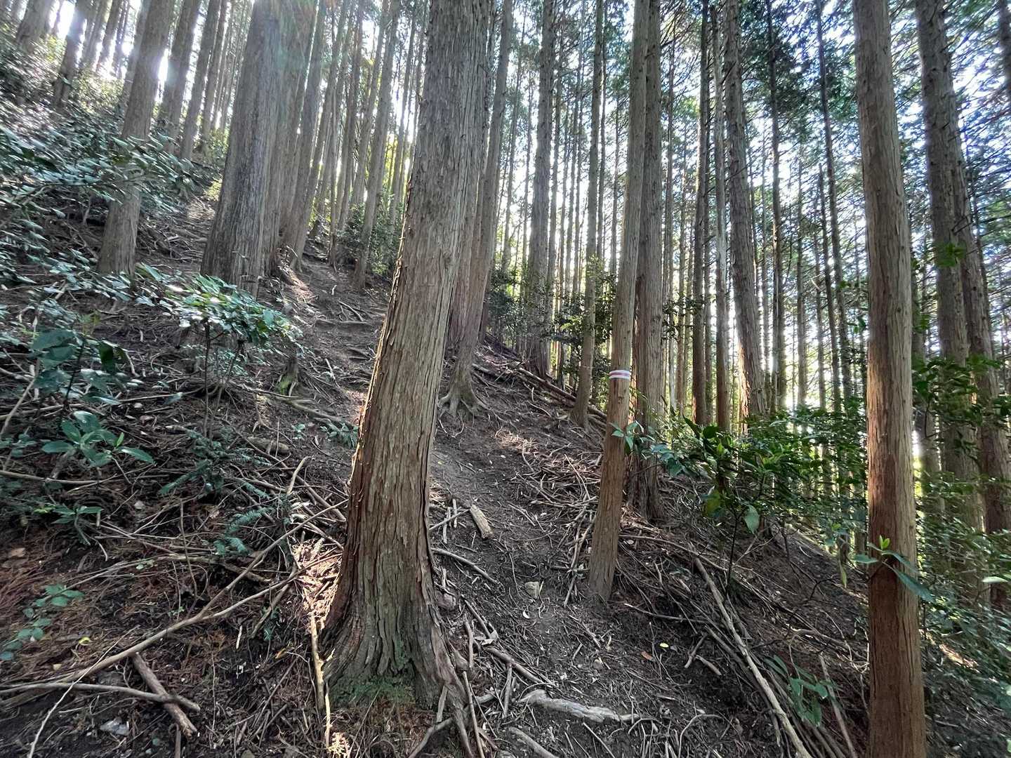急登多し😓