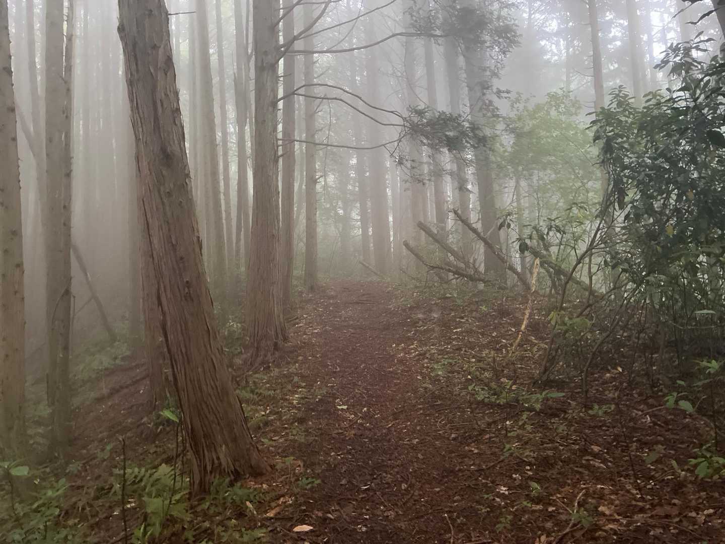 櫃ヶ山 往復コースの写真