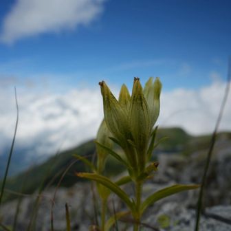 正体不明の白いお花のつぼみ