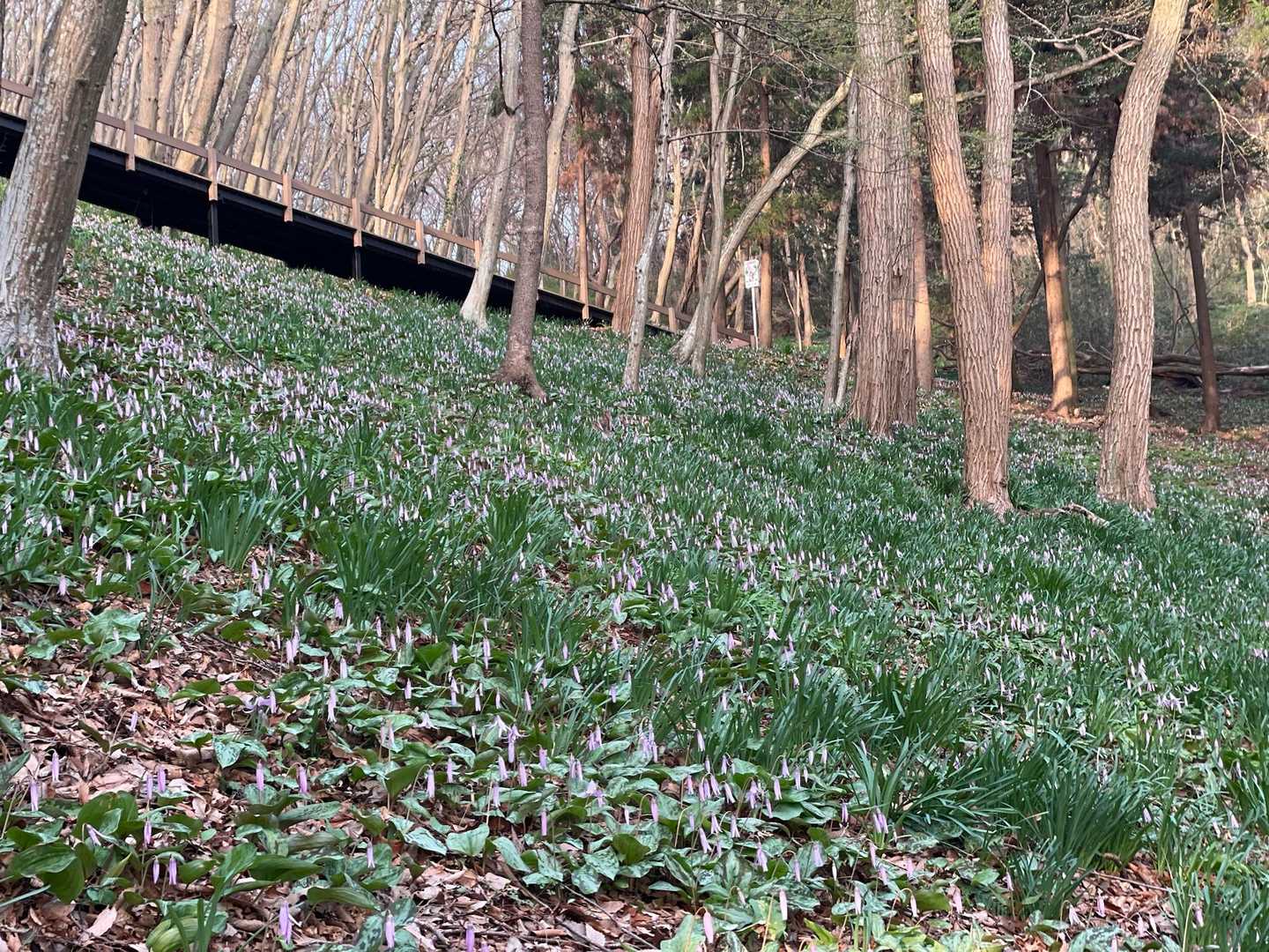 今日、満開になるね✨