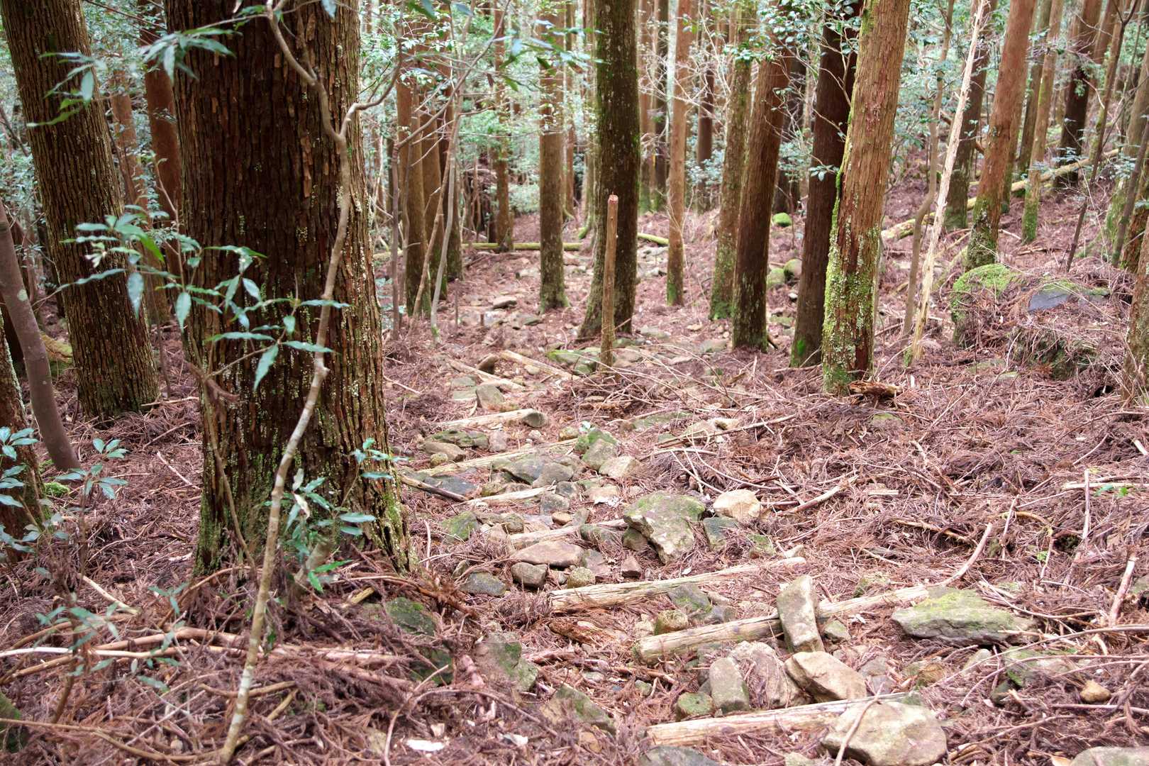 正面登山口-尾鈴山-長崎尾-矢筈岳 周回コースの写真