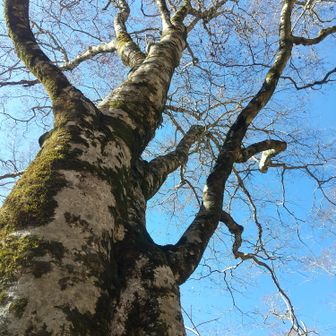 左門岳 周囲3mを少し超えるぐらいかな？