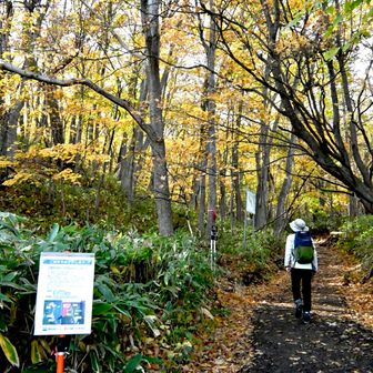 登山口付近はまだ緑の葉が残る。