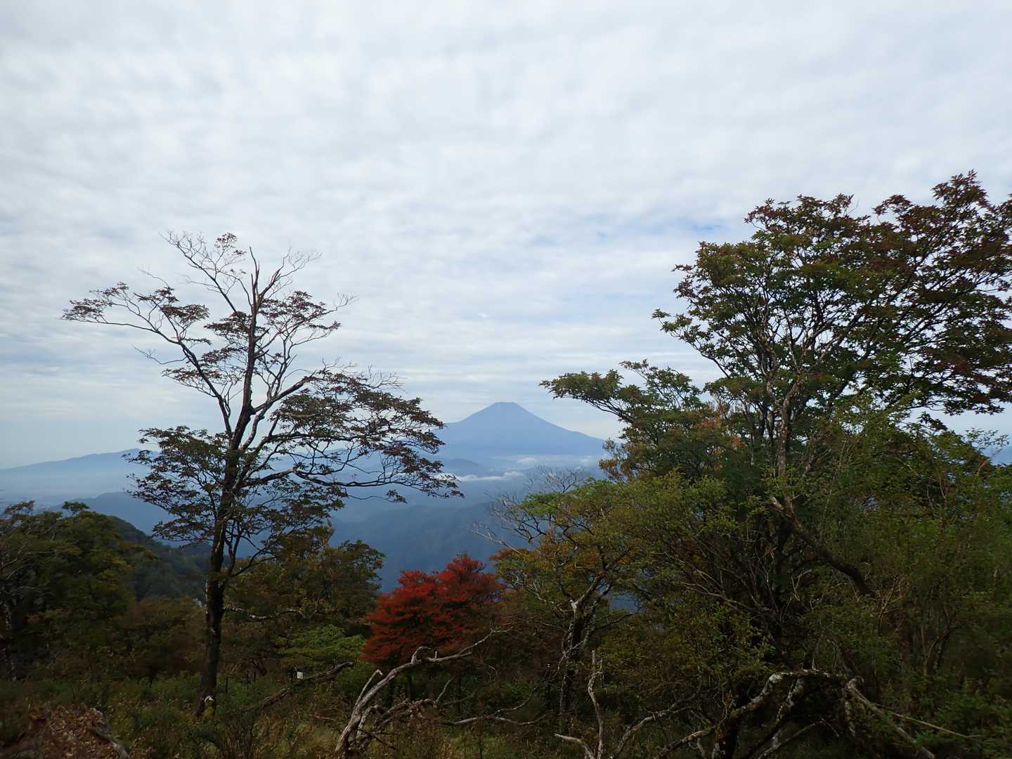 西丹沢ビジターセンターバス停-ツツジ新道入口-檜洞丸-テシ 周回コースの写真