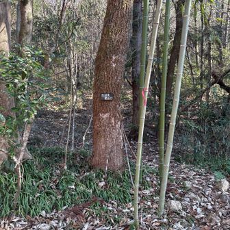 登山口！
YAMAPの地図がないと見つけられなかったかも😅