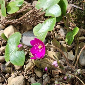 色が濃い
葉っぱが大きいから、オオミスミソウだと思われる😉