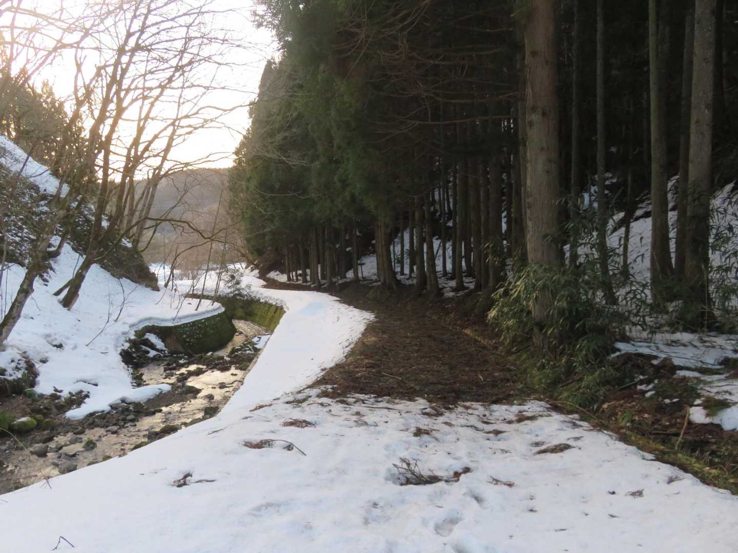 雪がちょくちょく消えるので、スノーシューは履きづらい
たまに踏み抜きましたが、終始ツボ足でした
🐗はこのすぐ左の斜面