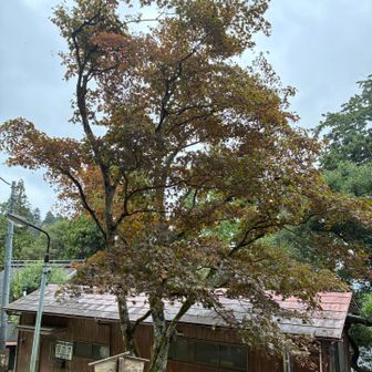 ちょい色づいて