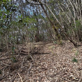 登山道
里山感がすごい
時々倒木があります