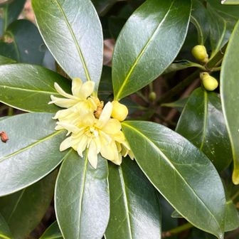 シキミの花がたくさん