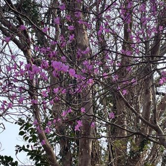 花をみて春を感じる
