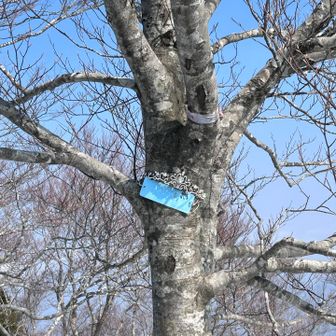 七姫山の看板とティアラ👑
マジック忘れたー🪄