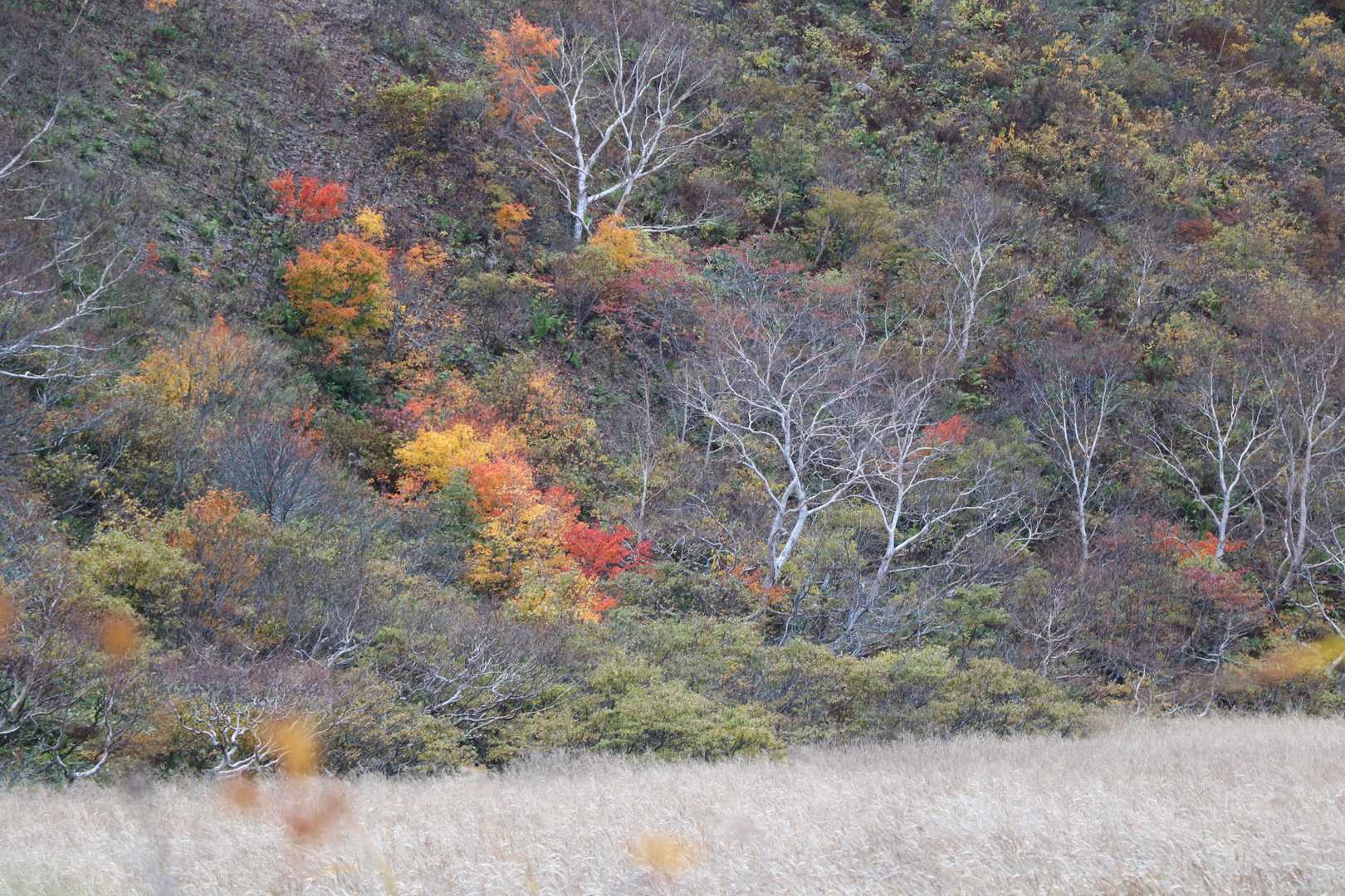 猪苗代登山口-赤埴山-磐梯山 往復コースの写真