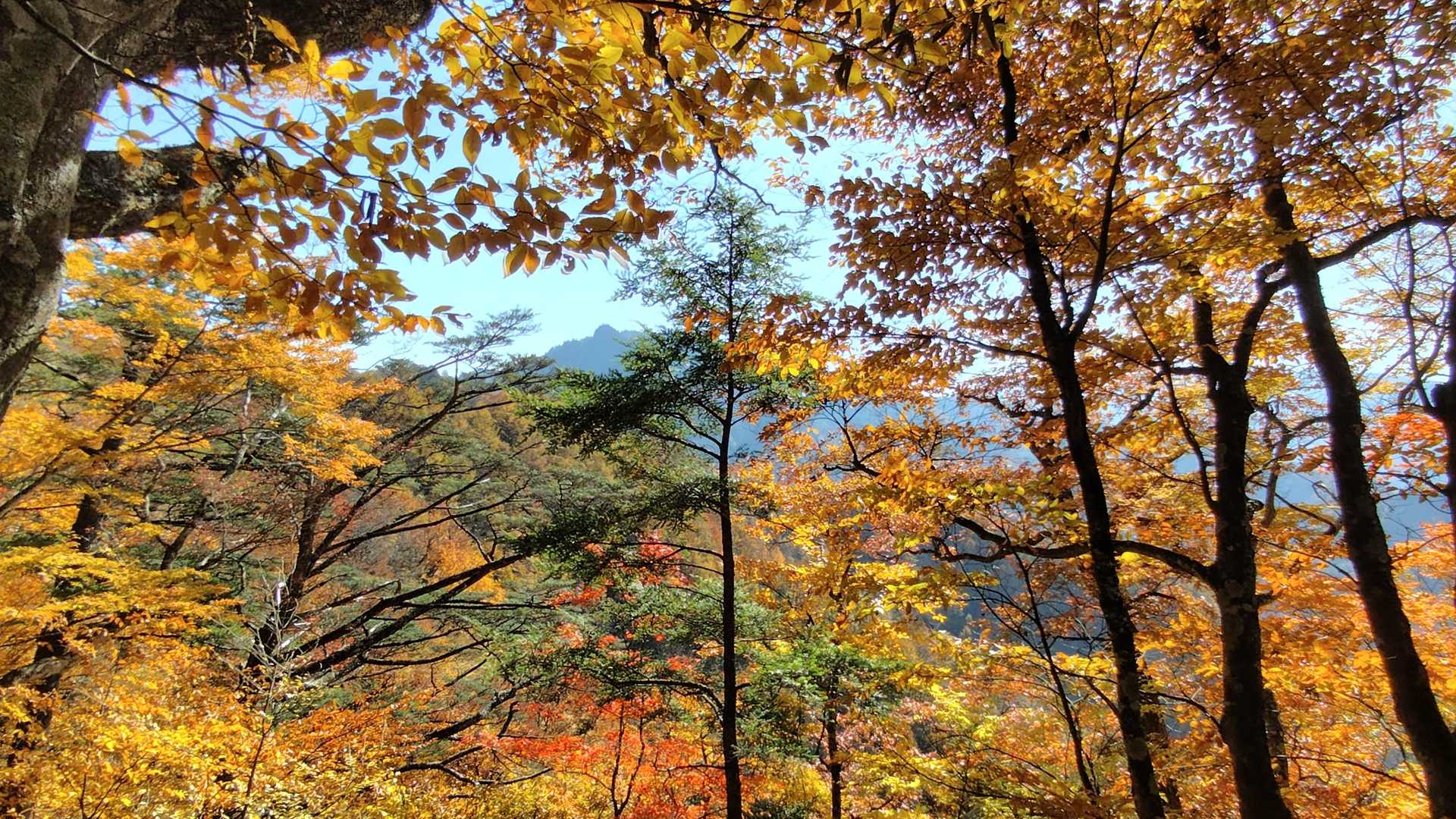諏訪山楢原登山口-大江権現堂-ヤツウチグラ-諏訪山 往復コースの写真