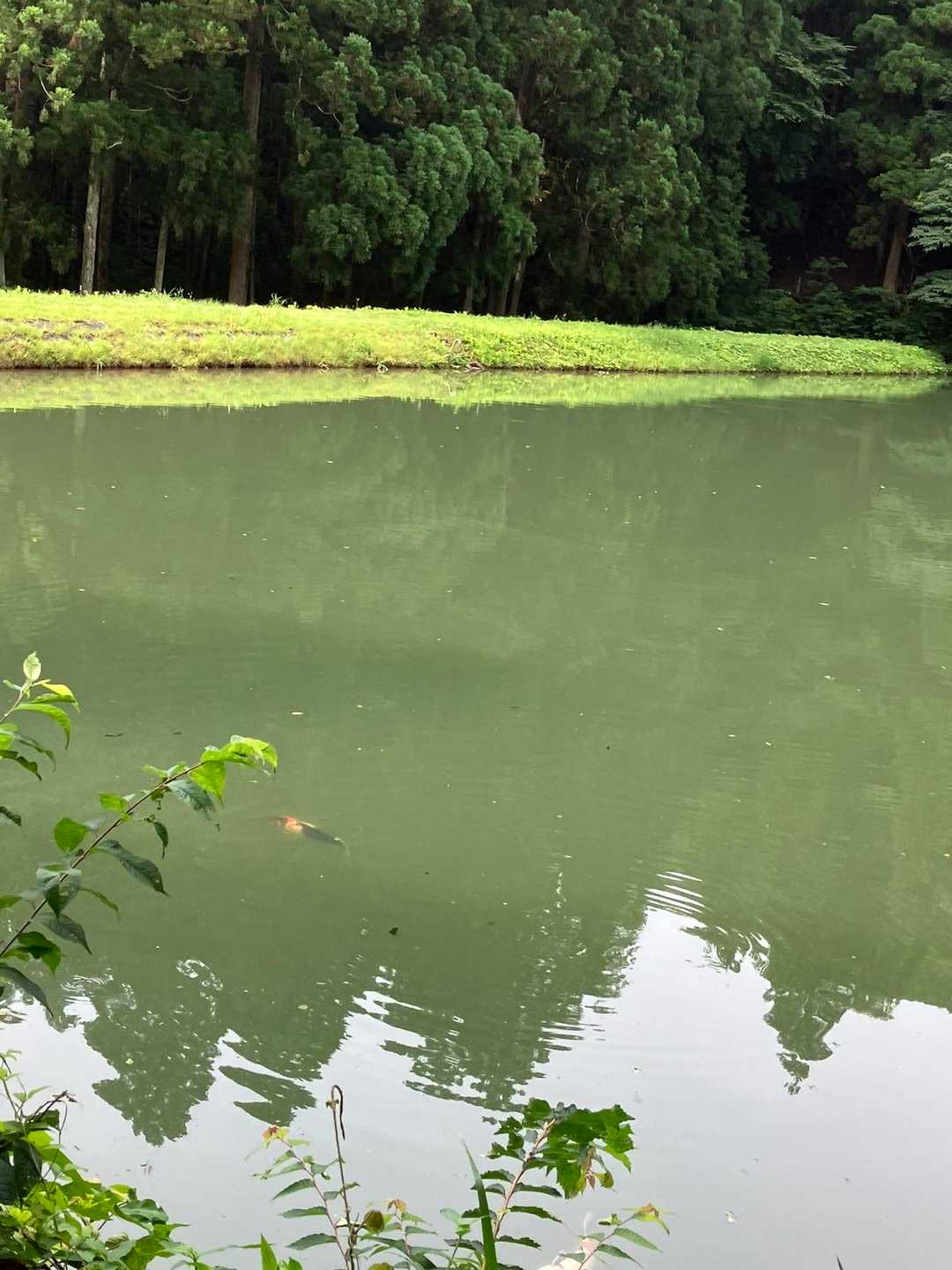 遠くに1匹