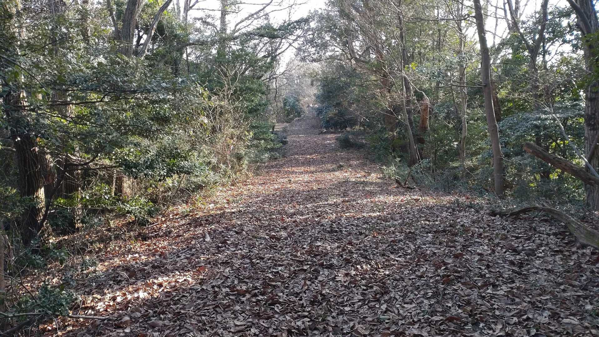 楽しい🎵楽しい🎵
あちらこちらから🐦️さんの囀り