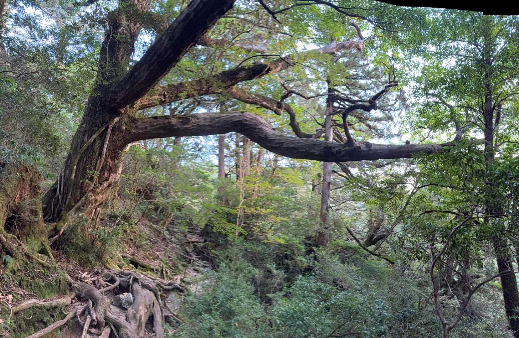 淀川入口-宮之浦岳-縄文杉-ウィルソン株-荒川登山口 縦走コースの写真