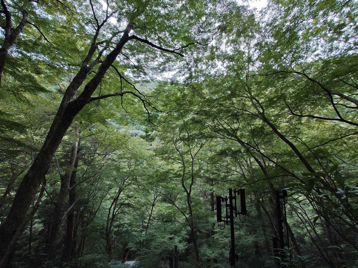天上ヶ岳-石子詰登山口 周回コースの写真
