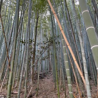真っ直ぐに伸びる竹は綺麗ですが…
