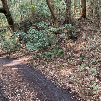 この辺から入ります