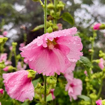 タチアオイ🌸