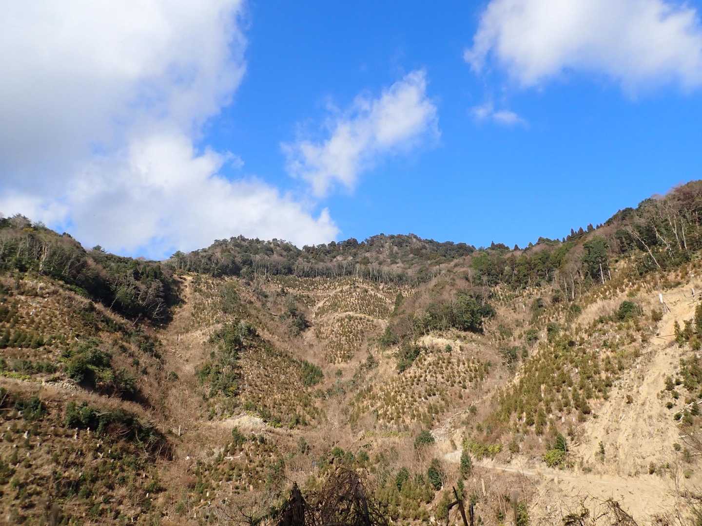 椿山
手前は再造林中で、少し興ざめ