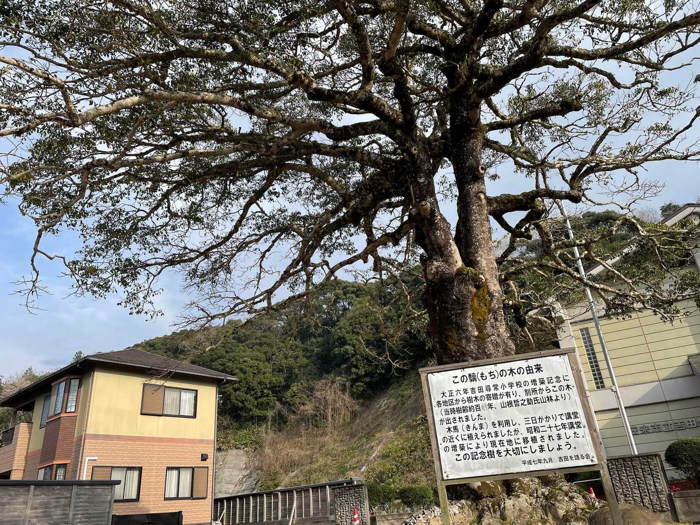 駐車場の近くに大木ありました
モチの木だそうです🌳