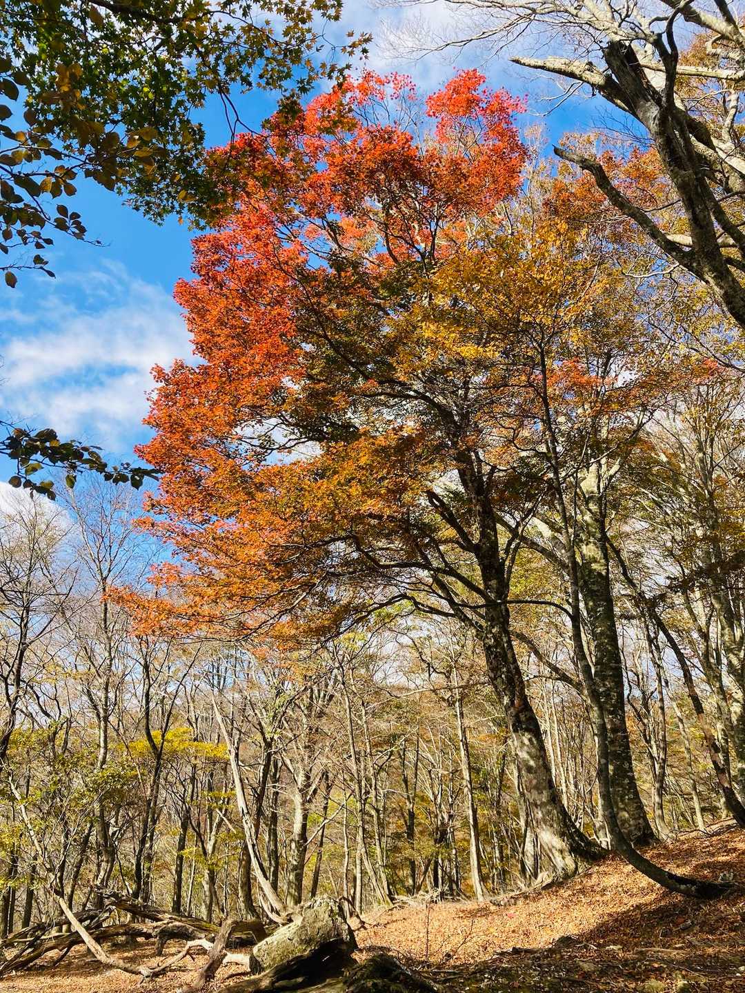 木地山前バス停-駒ヶ岳 周回コースの写真