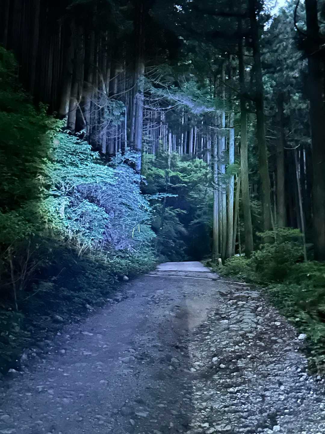 百ヶ辻登山口-伏見峠-久留野峠-中葛城山-高谷山-千早峠- 縦走コースの写真